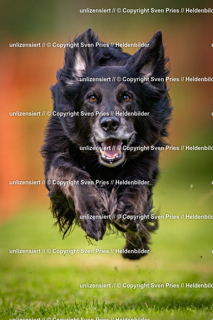 Sven Pries | 2024-09-22 - Hunderennen Baden-BadenPudelverein - Realisiert mit Pictrs.com