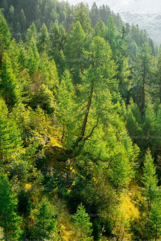Divers_Erlebnisraum_Wald_23_Peter_Maier-758 | piet_flosse