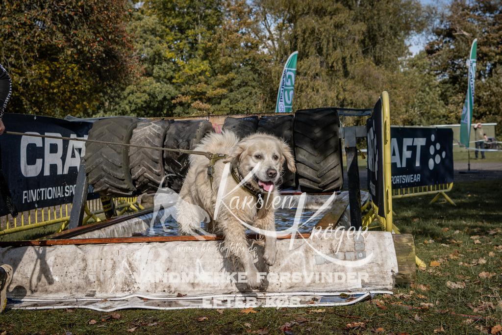 1301_ZZ91608 | kk-dogfotos