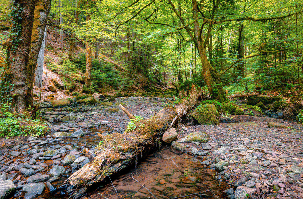 Der schwäbische Urwald, die Schlucht im Monbachtal,Bad Liebenzell,Schwarzwald | Das Bild zeigt die wildromantische Monbachschlucht im Nordschwarzwald bei Bad Liebenzell.Zwischen Bad Liebenzell und Monakam/Aichelberg im Nordschwarzwald. Ein naturbelassenes, schluchtartiges Tal mit moosbewachsenen Felsen, umgestürzten Bäumen und einem wilden Bachlauf (oft als „schwäbischer Urwald“ bezeichnet).Wandern: Ein schmaler Pfad führt durch die Schlucht; es geht über Steine und Wurzeln. - Realisiert mit Pictrs.com