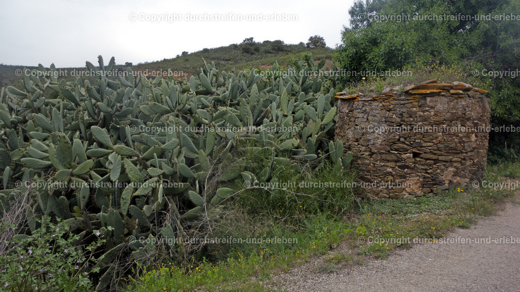 Kaktushecke eines Hofes am Rande von Mealha, Algarve | Kaktushecke eines Hofes am Rande von Mealha, Algarve - Realisiert mit Pictrs.com