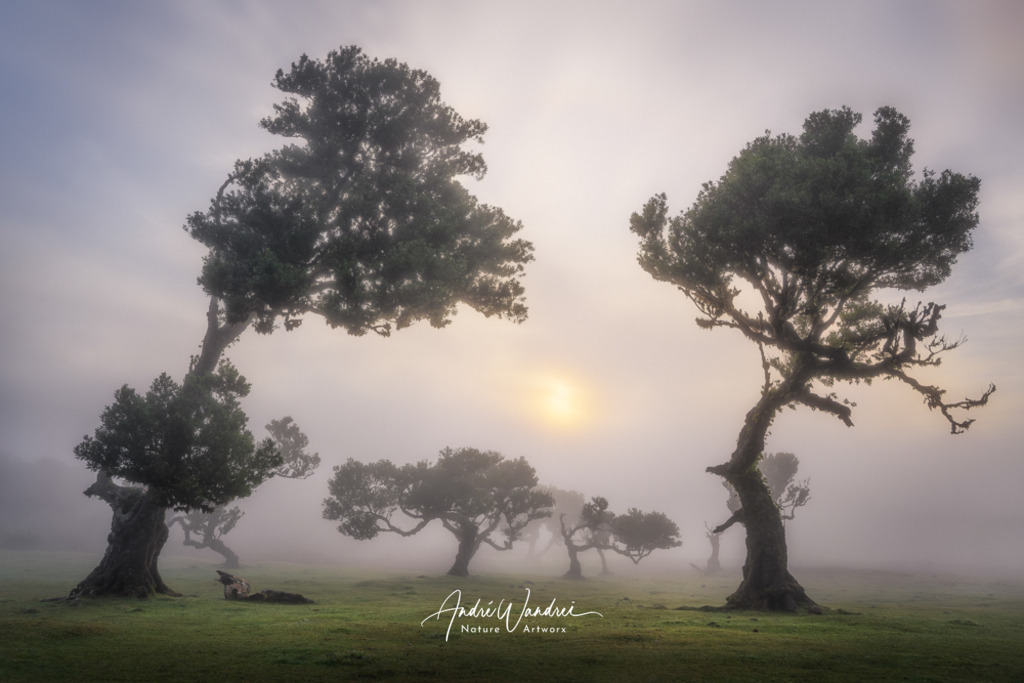 Mystische Baumriesen | Andre Wandrei - Nature Artworx - Realisiert mit Pictrs.com