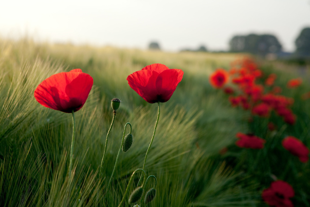 170530-050 | Europa, DEU, Deutschland, NRW, Nordrhein-Westfalen, Niederrhein, Rheinland, Waldfeucht, Naturraum Selfkant, Klatschmohn, Mohn, Mohnbluete, Kategorien und Themen, Natur, Umwelt, Pflanzen, Pflanzenkunde, Botanik, Biologie, Natur, Naturfoto, Naturfotos, Naturfotografie, Naturphoto, Naturphotographie, Landschaft, Landschaften, Landschaftsfoto, Landschaftsfotografie, Landschaftsphoto, Landschaftsphotographie

[Fuer die Nutzung gelten die jeweils gueltigen Allgemeinen Liefer-und Geschaeftsbedingungen. Nutzung nur gegen Verwendungsmeldung und Nachweis. Download der AGB unter http://www.image-box.com oder werden auf Anfrage zugesendet. Freigabe ist vorher erforderlich. Jede Nutzung des Fotos ist honorarpflichtig gemaess derzeit gueltiger MFM Liste - Kontakt, Uwe Schmid-Fotografie, Duisburg, Tel. (+49).2065.677997, ..archiv@image-box.com, www.image-box.com] - Realisiert mit Pictrs.com