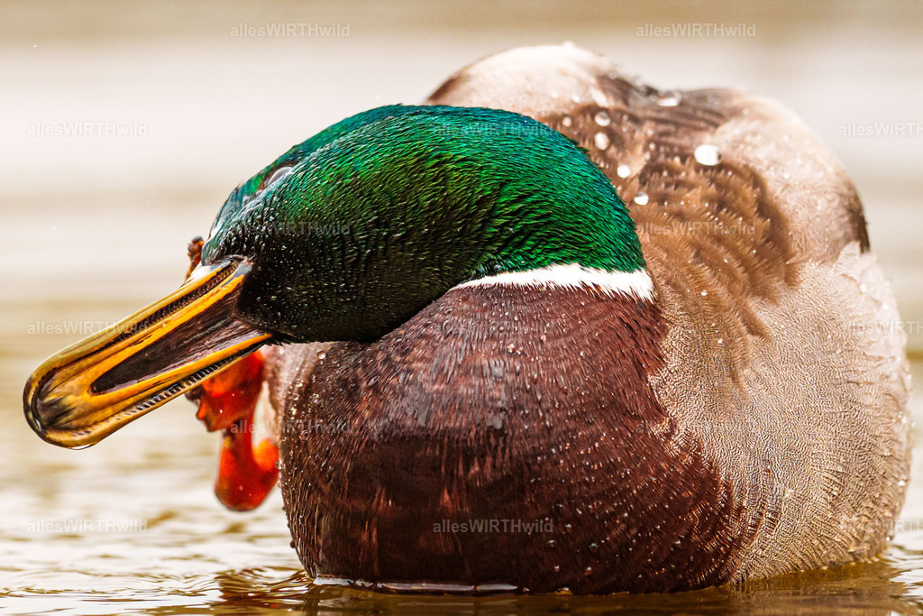 allesWIRTHwild.de - 7IV00667 | Entdecke die faszinierende Welt der Natur- und Wildlife-Fotografie von Daniel und Bärbel. Inspirierende Bilder von wilden Tieren und kleinen Naturwundern.