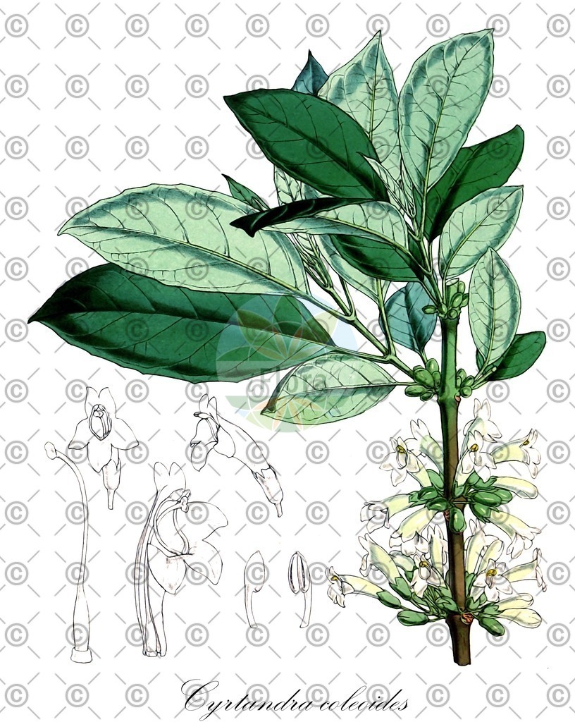 HistAbb_wfo-0000764898_1_ENZY_Simple | Historische Abbildung von Cyrtandra coleoides - Gesneriaceae | Historical Illustration of Cyrtandra coleoides - Gesneriaceae