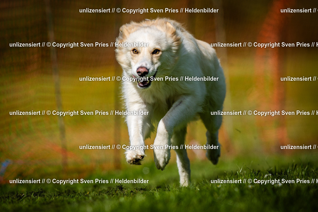 Sven Pries | 2025-04-13 - Hunderennen Baden-Baden - Realisiert mit Pictrs.com