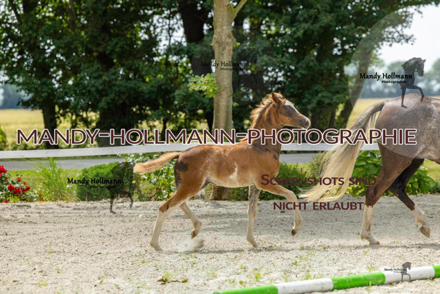 Leybucht-18 | mandyhollmannphotographie