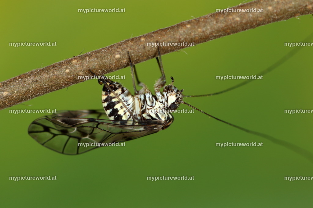 Panaphis juglandis-002 | Das Bilderarchiv über Tiere, Planzen und Landschaften. In der Bilddatenbank finden Sie ein große Auswahl an hochwertigen Bilder für Ihre Werbung - Realized with Pictrs.com