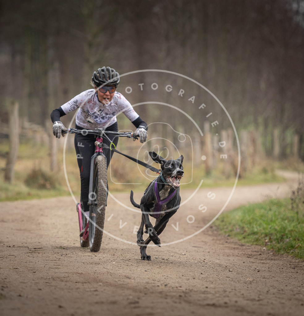 Pfotenfotografie_DV3A2310 | Hundefotografie, Tierfotograf, Pfotenfotografie, Fotoshooting Hund, Hunde Portrait, Hundesport, Hundeportraits, Heideshooting, Hunde, Sportfotograf, Hundefotograf, Turnierhundsport, THS,  - Realisiert mit Pictrs.com