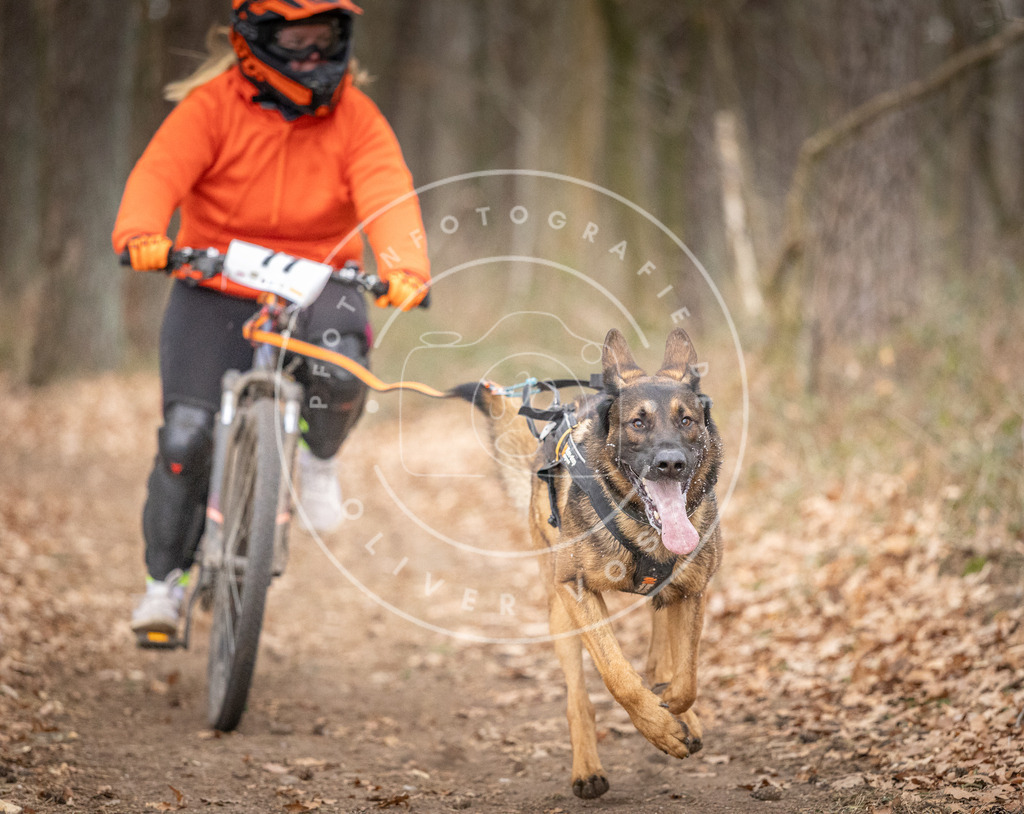 Pfotenfotografie_DV3A5794 | Hundefotografie, Tierfotograf, Pfotenfotografie, Fotoshooting Hund, Hunde Portrait, Hundesport, Hundeportraits, Heideshooting, Hunde, Sportfotograf, Hundefotograf, Turnierhundsport, THS,  - Realisiert mit Pictrs.com