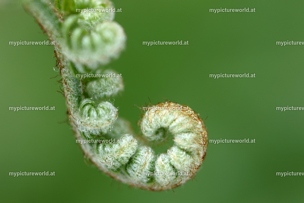 Adlerfarn-005 | Das Bilderarchiv über Tiere, Planzen und Landschaften. In der Bilddatenbank finden Sie ein große Auswahl an hochwertigen Bilder für Ihre Werbung - Realized with Pictrs.com