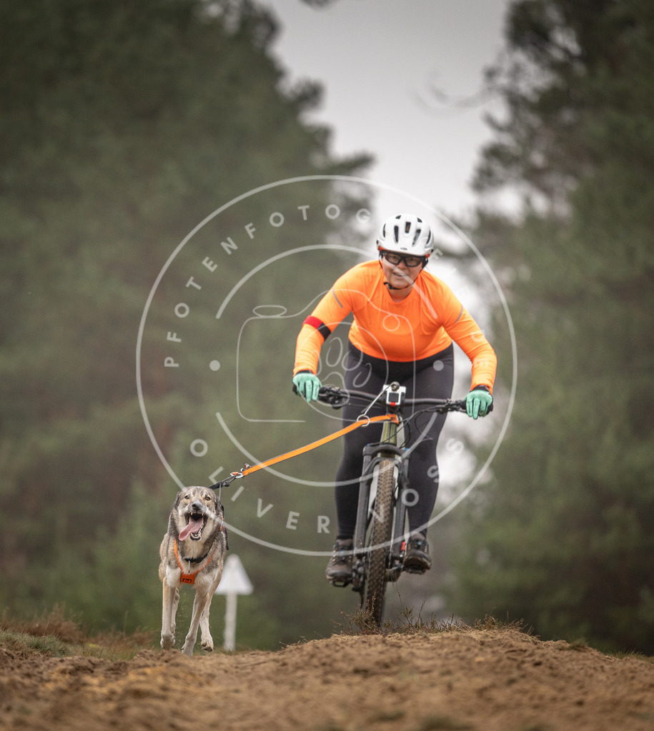Pfotenfotografie_DV3A3536 | Hundefotografie, Tierfotograf, Pfotenfotografie, Fotoshooting Hund, Hunde Portrait, Hundesport, Hundeportraits, Heideshooting, Hunde, Sportfotograf, Hundefotograf, Turnierhundsport, THS,  - Realisiert mit Pictrs.com