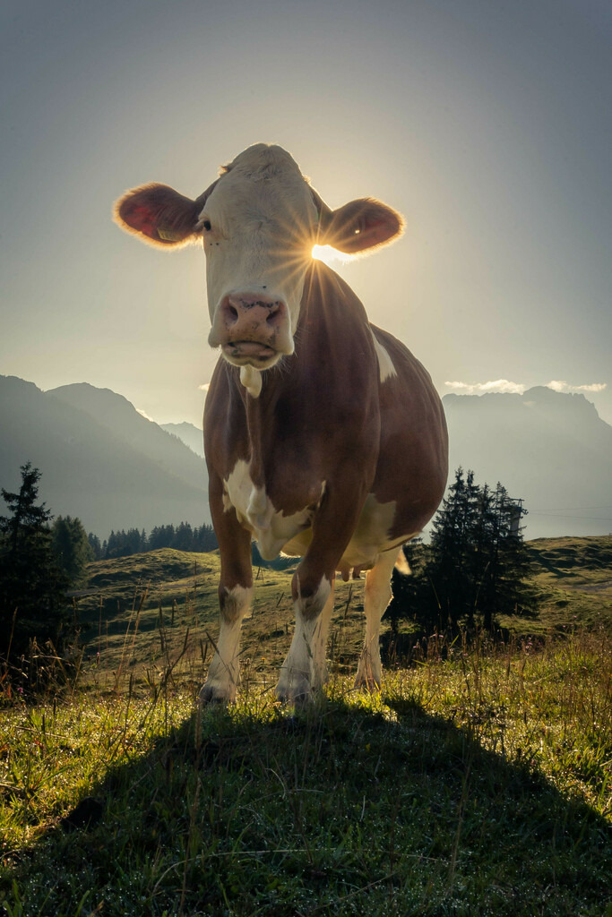 _W5A7184 | Sich an die einzigartigen Momente der Natur und Landschaft sowie die Begegnung mit heimischen wilden Tieren zu erinnern, dies kann man anhand den Bilder der Natur und Landschaftsfotografin Sandra Eimermacher.  - Realisiert mit Pictrs.com