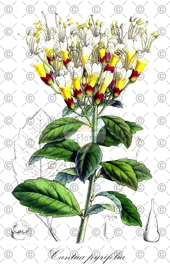 HistAbb_wfo-0000584148_2_ENZY_Simple | Historische Abbildung von Cantua pyrifolia - Polemoniaceae | Historical Illustration of Cantua pyrifolia - Polemoniaceae
