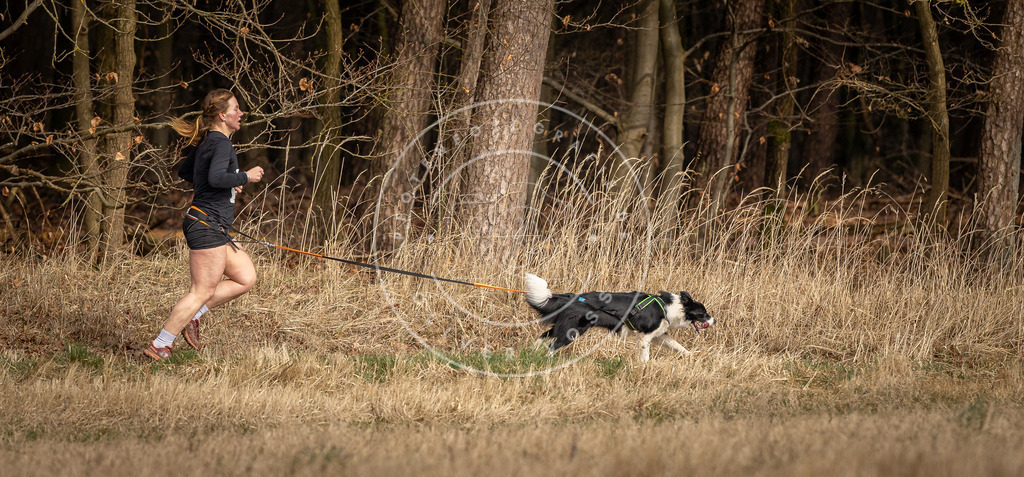 DV3A4113 | Hundefotografie, Tierfotograf, Pfotenfotografie, Fotoshooting Hund, Hunde Portrait, Hundesport, Hundeportraits, Heideshooting, Hunde, Sportfotograf, Hundefotograf, Turnierhundsport, THS,  - Realisiert mit Pictrs.com