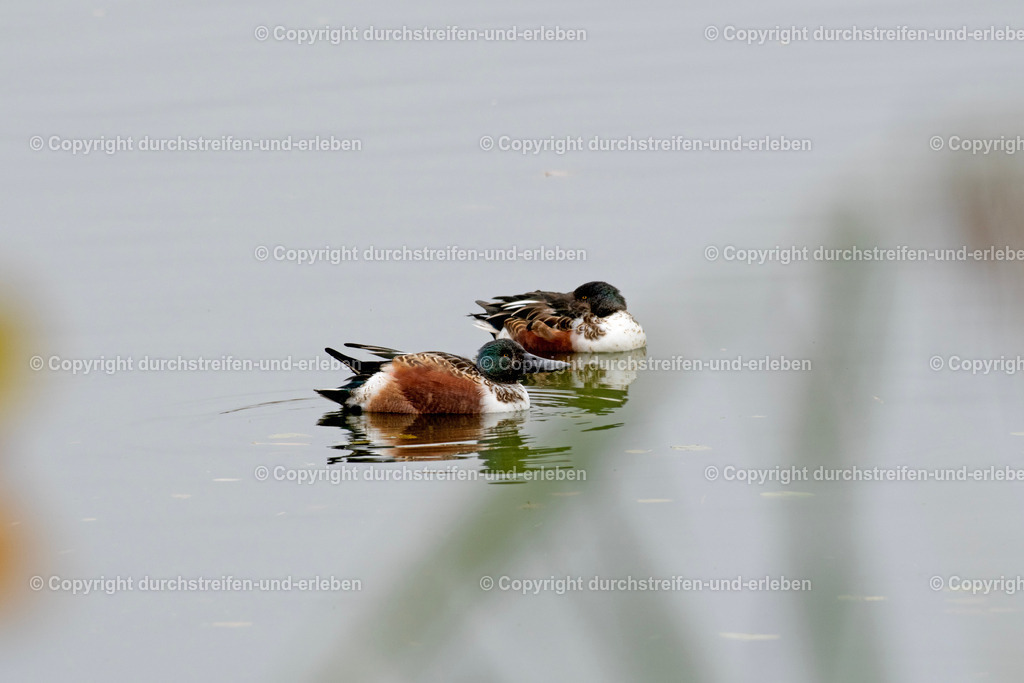 Zwei Löffelenten auf einem Teich | Zwei Löffelenten (Spatula clypeata) schwimmen auf einem Teich im Vogelschutzgebiet Rieselfelder in Münster. Two shovelers on a pond in the bird protection area Rieselfelder in Münster. - Realisiert mit Pictrs.com