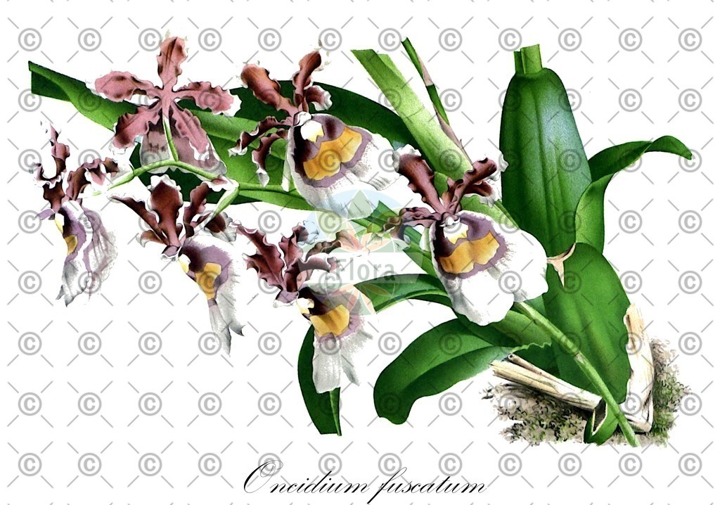 HistAbb_wfo-0000895384_1_ENZY_Simple | Historische Abbildung von Oncidium fuscatum - Orchidaceae | Historical Illustration of Oncidium fuscatum - Orchidaceae