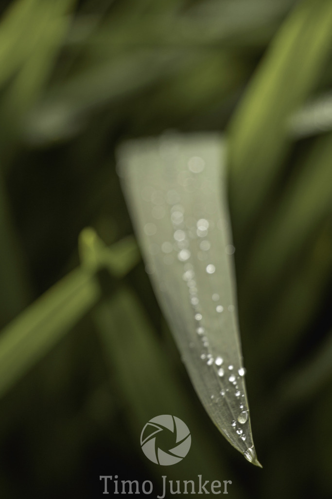 Shop_Landscapes-2231 | junker-foto - Realisiert mit Pictrs.com