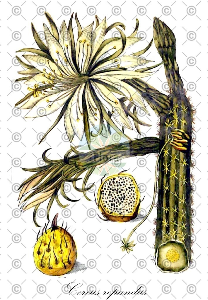 HistAbb_EMP_109662_SRC_Sturm_1796_FLORAD_SIMPLE | Historische Abbildung von Cereus repandus - Cactaceae | Historical Illustration of Cereus repandus - Cactaceae