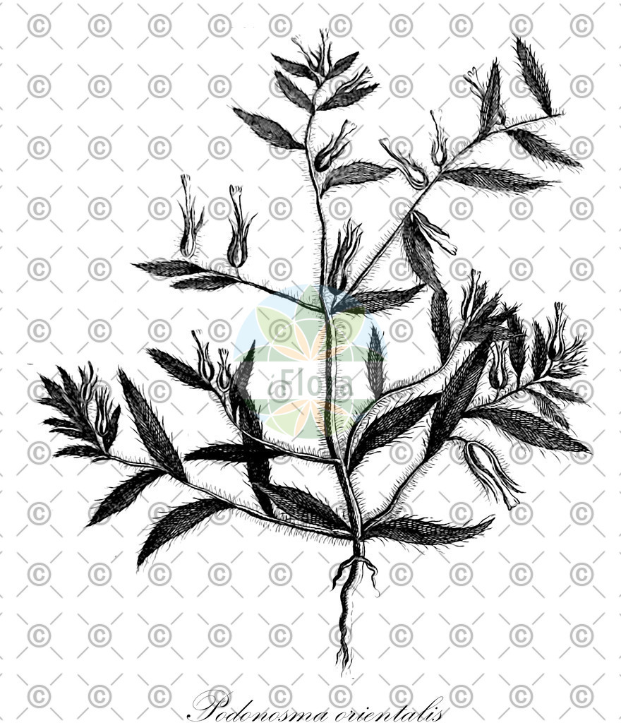 HistAbb_wfo-0000488344_1_ENZY_Simple | Historische Abbildung von Podonosma orientalis - Boraginaceae | Historical Illustration of Podonosma orientalis - Boraginaceae