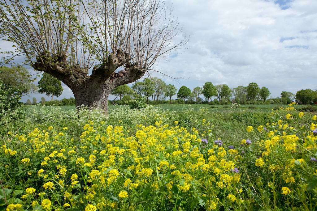 210521-044 | Europa, DEU, Deutschland, Nordrhein-Westfalen, Niederrhein, Kalkar, Typische Landschaft, Natur, Umwelt, Landschaft, Jahreszeiten, Stimmungen, Landschaftsfotografie, Landschaften, Landschaftsphoto, Landschaftsphotographie, 

[Fuer die Nutzung gelten die jeweils gueltigen Allgemeinen Liefer-und Geschaeftsbedingungen. Nutzung nur gegen Verwendungsmeldung und Nachweis. Download der AGB unter http://www.image-box.com oder werden auf Anfrage zugesendet. Freigabe ist vorher erforderlich. Jede Nutzung des Fotos ist honorarpflichtig gemaess derzeit gueltiger MFM Liste - Kontakt, Uwe Schmid-Fotografie, Duisburg, Tel. (+49).2065.677997, ..archiv@image-box.com, www.image-box.com] - Realisiert mit Pictrs.com