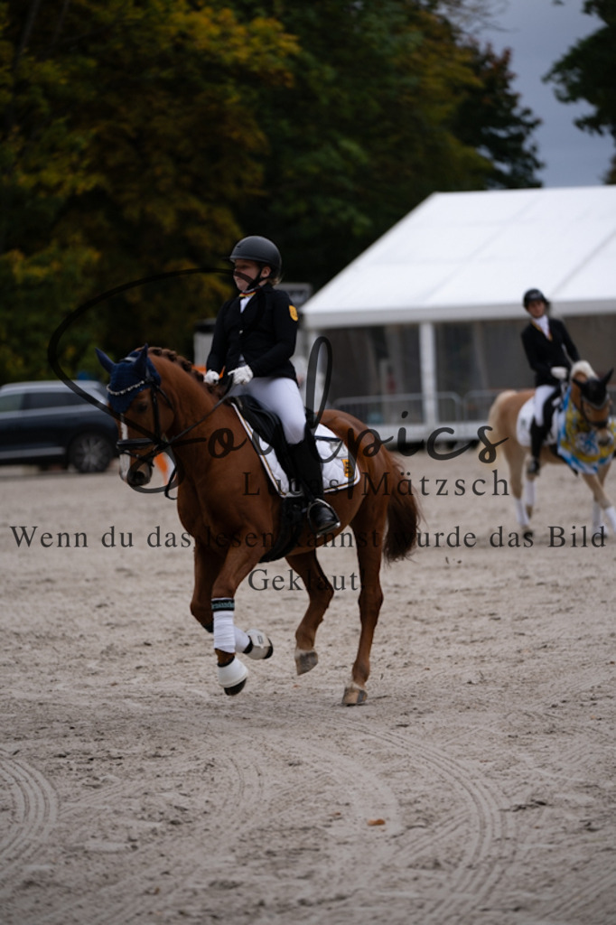 A7V01249 | Pferdefotograf