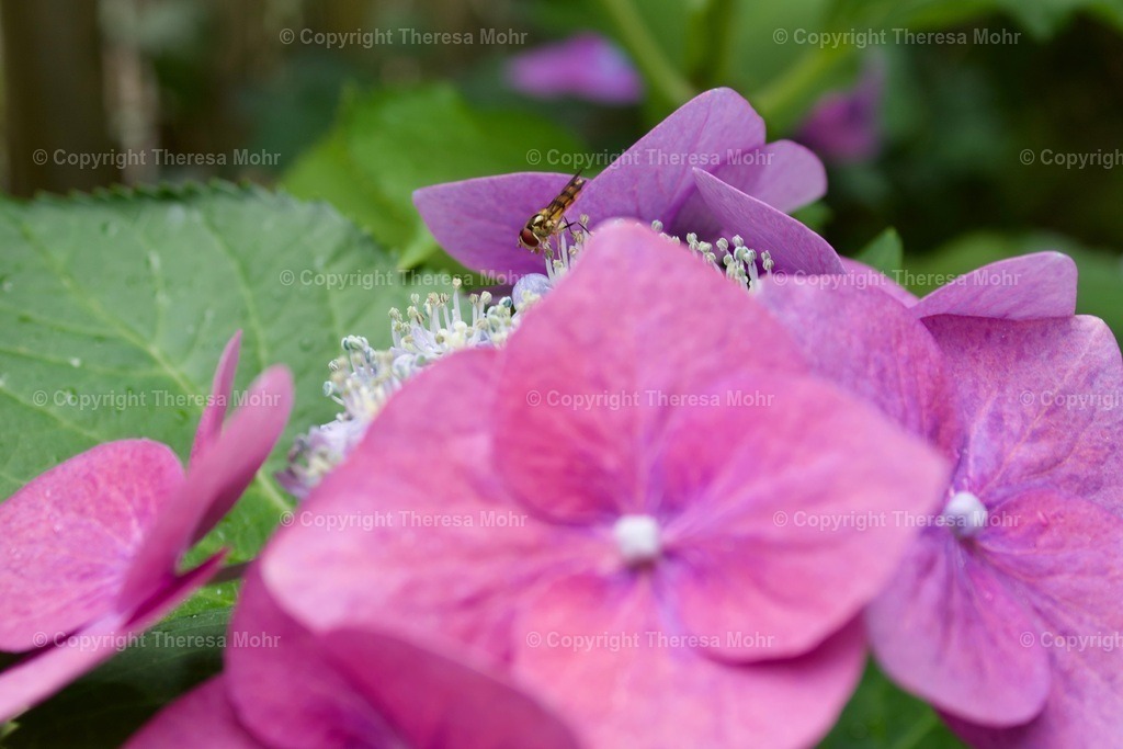 IMG_5599 | Naturpuls - Realisiert mit Pictrs.com