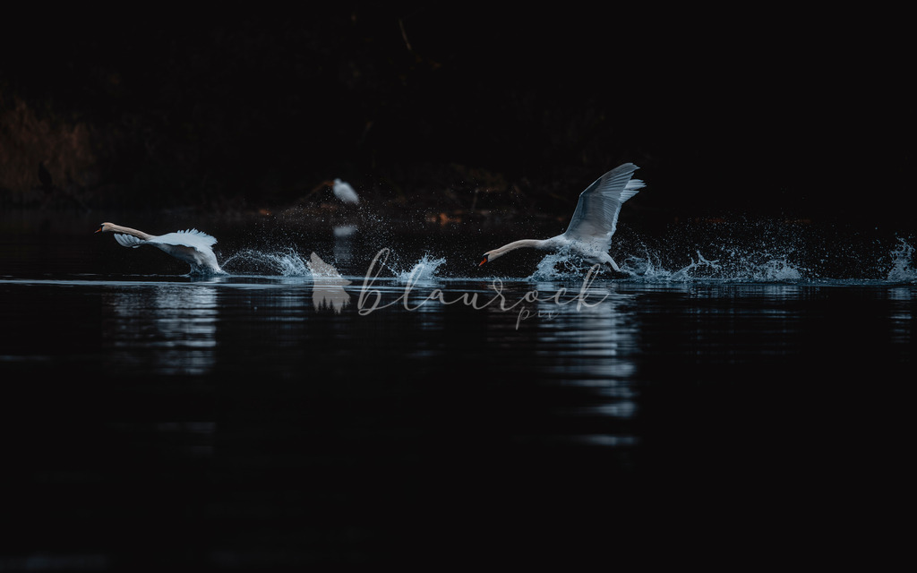 20260118-5454 | Sportbilder, Sportfotograf, Hochzeits- und Eventfotografin, Flugshows, Portraits und Tiershooting, Aviation, Downhill, Nationalleague, Swissleague, International