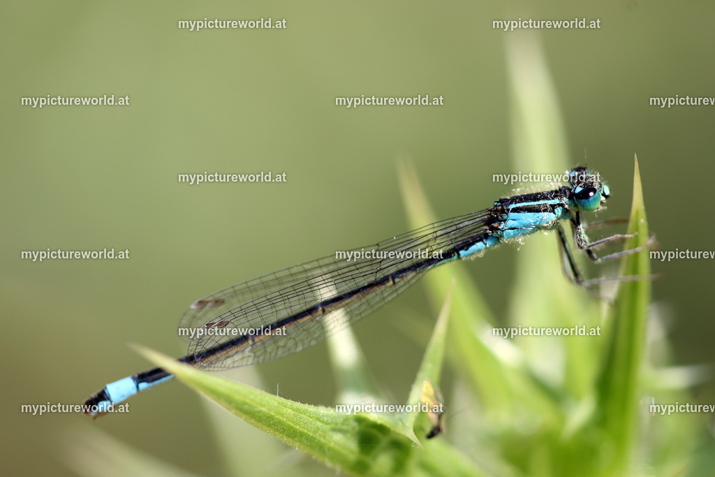 Große Pechlibelle-012 | Das Bilderarchiv über Tiere, Planzen und Landschaften. In der Bilddatenbank finden Sie ein große Auswahl an hochwertigen Bilder für Ihre Werbung - Realisiert mit Pictrs.com