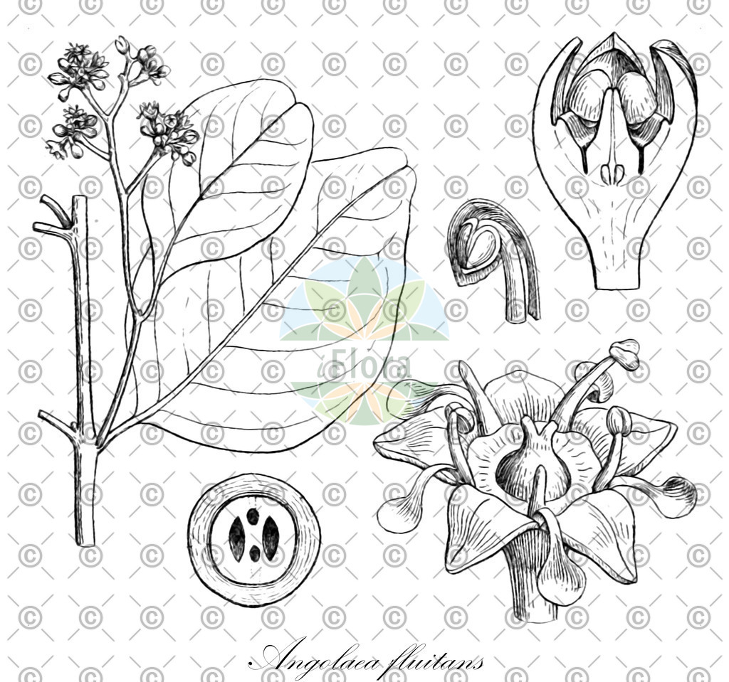 HistAbb_wfo-0000536542_261_ENZY_Simple | Historische Abbildung von Angolaea fluitans - Podostemaceae | Historical Illustration of Angolaea fluitans - Podostemaceae