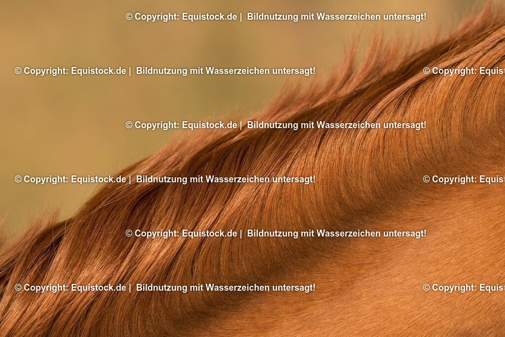 20150313_TOMsPiC_0058 | equistock