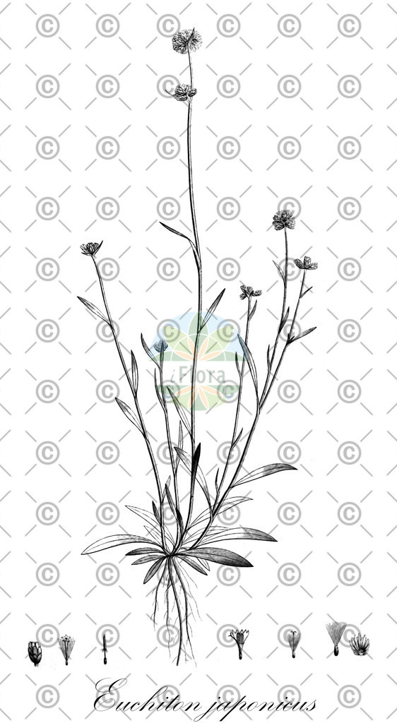 HistAbb_wfo-0001166706_1_ENZY_Simple | Historische Abbildung von Euchiton japonicus - Asteraceae | Historical Illustration of Euchiton japonicus - Asteraceae