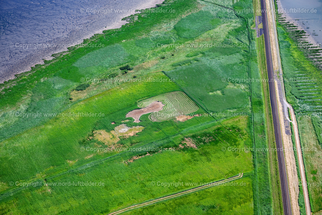 Sylt_Hindenburgdamm_Feld_Am_Damm_ELS_3648210625 | SYLT 21.06.2025 Wattenmeer der Nordsee- Küste am Hindenburgdamm in Sylt im Bundesland Schleswig-Holstein. // Wadden Sea of North Sea Coast on Hindenburgdamm in Sylt in the state Schleswig-Holstein. Foto: Martin Elsen