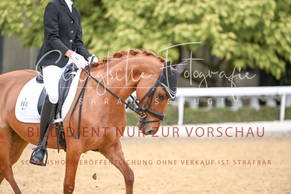 Schugtsche-Aluta25-44.DresssurreiterWB-262 | Schugtsche Fotografie - Realisiert mit Pictrs.com
