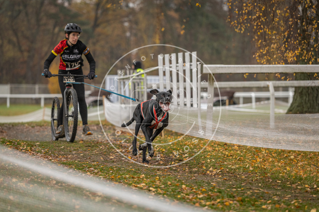 CaniXpix_DV3A8236 | Hundefotografie, Tierfotograf, Pfotenfotografie, Fotoshooting Hund, Hunde Portrait, Hundesport, Hundeportraits, Heideshooting, Hunde, Sportfotograf, Hundefotograf, Turnierhundsport, THS,  - Realisiert mit Pictrs.com