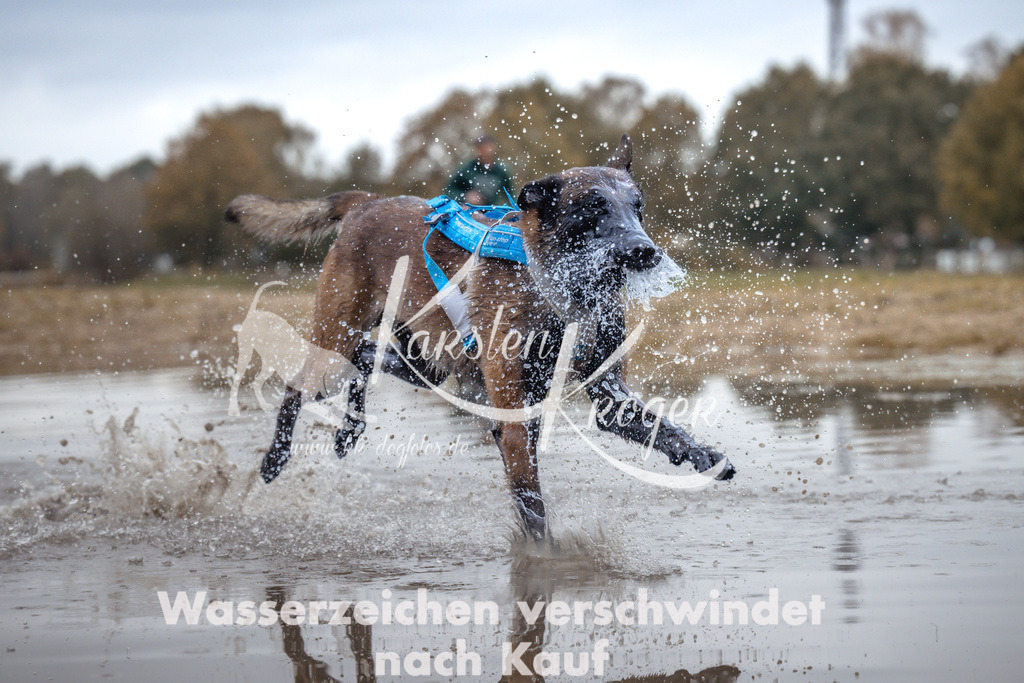 1358_ZZ95070 | kk-dogfotos