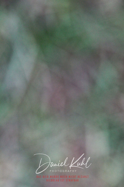 DKP44836 | Turniersportfotografie; Pferdefotografie; Dressurfotografie