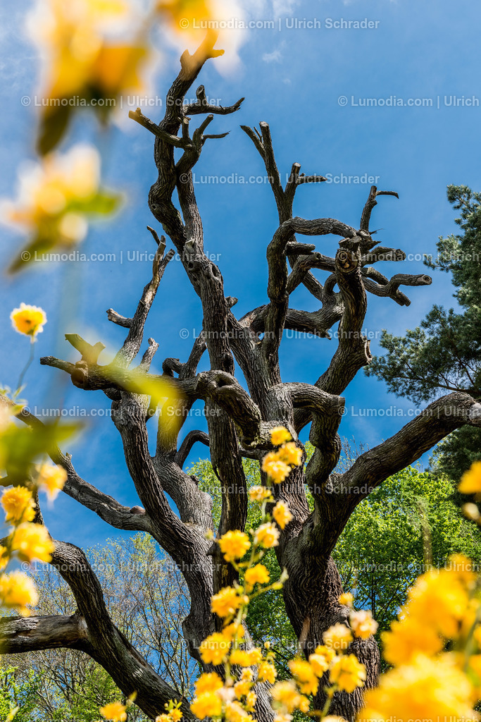 10049-3857 - Landschaftspark Degenershausen | Stockfoto und Bilderpool mit Bildmaterial aus Deutschland, dem Harz, Halberstadt, Quedlinburg, Wernigerode und weltweit. Qualitativ hochwertige und professionelle Fotos anschauen und kaufen. - Realisiert mit Pictrs.com