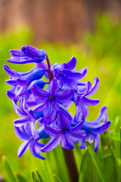 Blüten der Gartenhyazinthe | Die blauen Blüten der Gartenhyazinthe (Hyacinthus orientalis) blühen im Frühling, Jena, Thüringen, Deutschland - Realisiert mit Pictrs.com