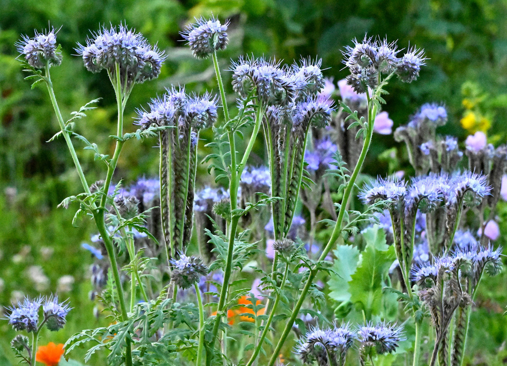 Phacelia01 | lucisnaturbilder - Realisiert mit Pictrs.com
