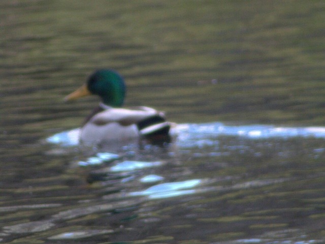 Erpel | Verkauf von Fotos und  Videoclips zumThema Natur.Motive sind Pflanzen, Tiere, Landschaftenund Wetter - Realisiert mit Pictrs.com