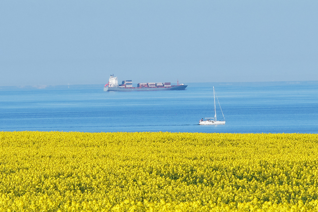 Segler im Raps | Entdecken Sie hochwertige Fotoprodukte für Ihr Zuhause, Büro oder als besonderes Geschenk.rpixel.de bietet Ihnen exklusive Fotografien aus den Bereichen Natur, Landschaft und Motiven vom Meer.Einfach direkt im Online-Shop bestellen. - Realisiert mit Pictrs.com