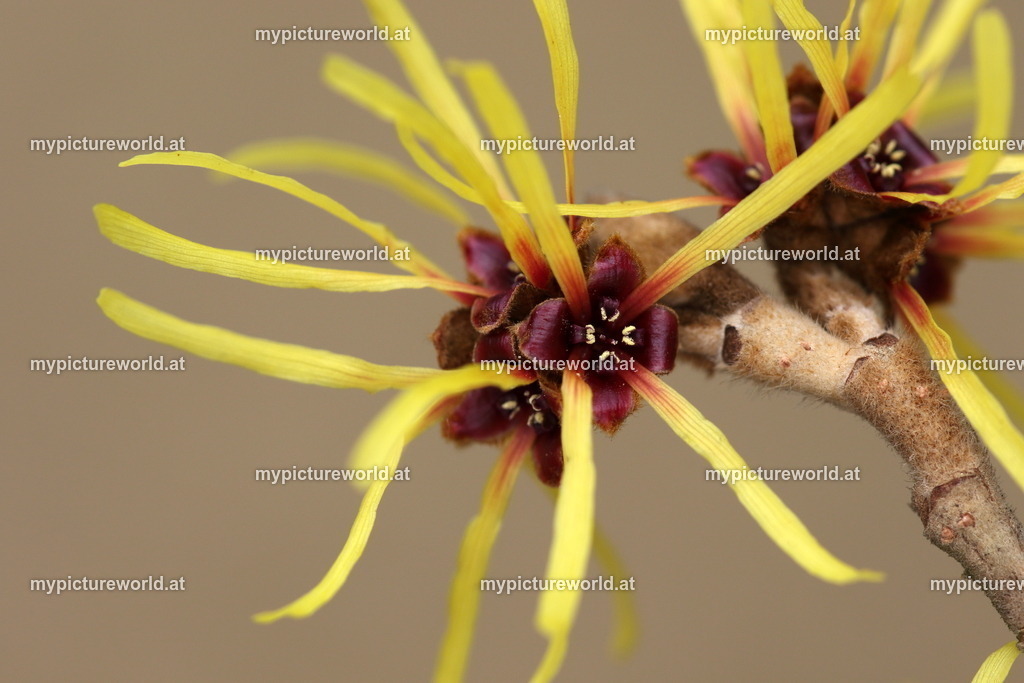 Zaubernuss-001 | Das Bilderarchiv über Tiere, Planzen und Landschaften. In der Bilddatenbank finden Sie ein große Auswahl an hochwertigen Bilder für Ihre Werbung - Realized with Pictrs.com