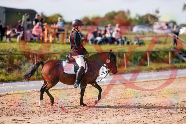 2026_10_03_Siefer-Hof_120702_Z81_08512992 | Professionelle Reitsport-, Turnier- und Eventfotografie von Robert Broda. Galerien mit ausgewählten und bearbeiteten Bildern direkt online ansehen und bestellen.