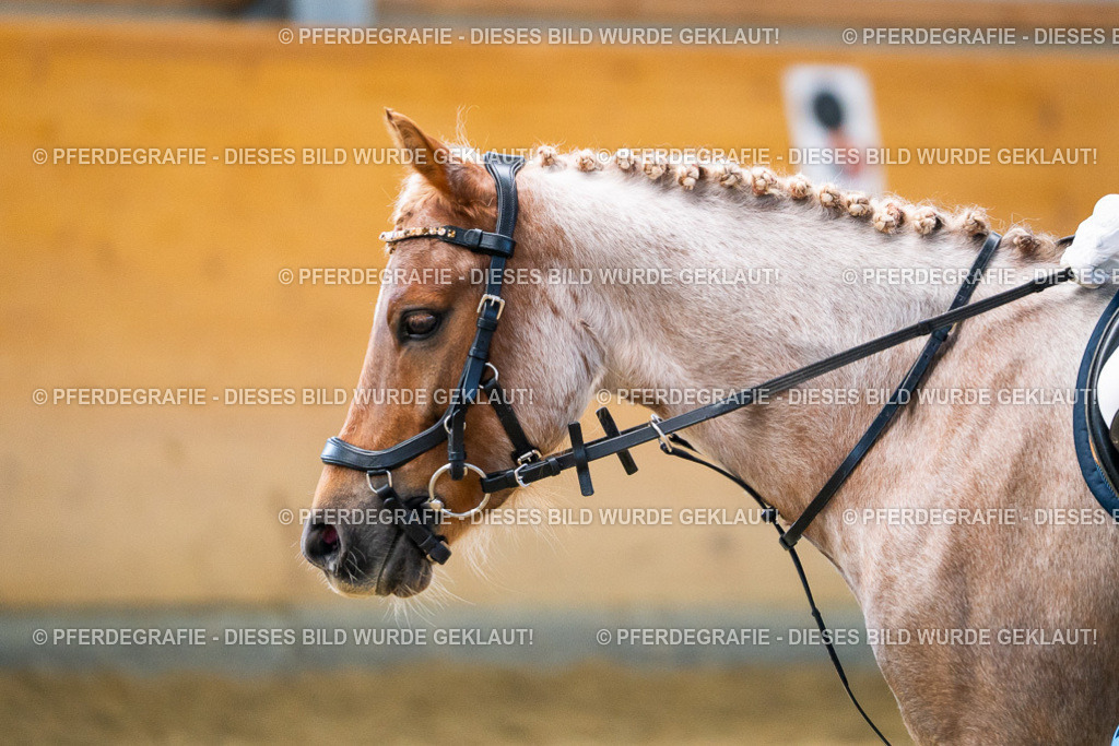 DSC02208 | Pferdegrafie