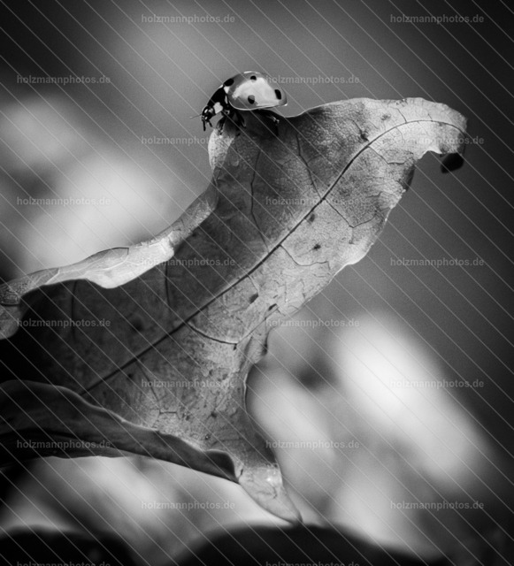 IMG_6814 | Fotograf Leipzig für Hochzeiten, Familienfeste & Porträts. Persönlich, ehrlich & echt – Emotion im Fokus. Jetzt Fotoshooting bei Holzmannphotos buchen!