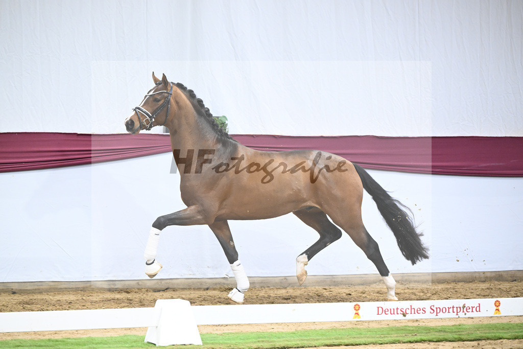 Kat-Nr. 120 Fanegro x Bequia_Johannes Gaab_47253927 | hf-fotografie - Realisiert mit Pictrs.com