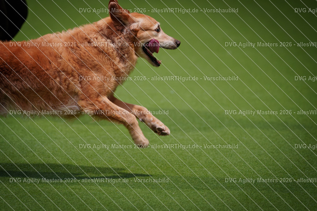 allesWIRTHgut_Tierfotografie-DVG_Agility_Masters_2026-08_12-7R509759 | Professionelle Tierfotografie in Mönchengladbach von Daniel Wirth (allesWIRTHgut). Liebevolle & natürliche Bilder von Hunden & Katzen für unvergessliche Erinnerungen.