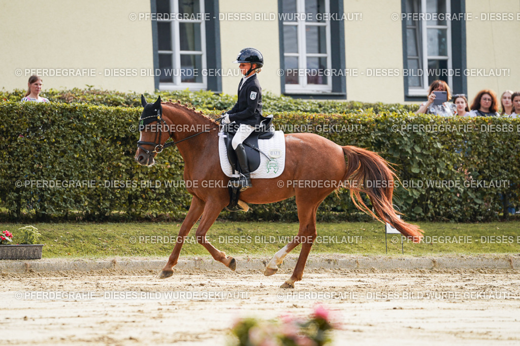 DSC05481 | Pferdegrafie