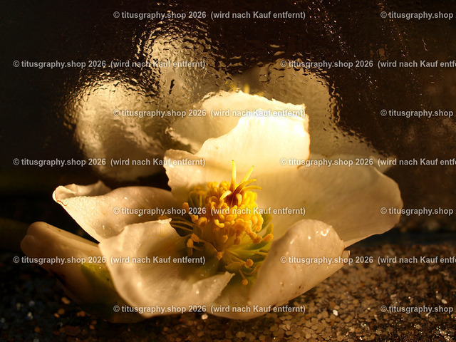 titusgraphy_P2264526-vz-ln | titusgraphy-shop: Geschenkideen mit Qualitätsfotos. titusgraphy-shop: gift ideas with quality photos. titusgraphy-shop: idées cadeaux avec photos de qualité.  - Realisiert mit Pictrs.com